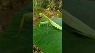 Download lagu lucunya mentadak mentadu lagi menari #shorts mp3 Download lagu lucunya mentadak mentadu lagi menari #shorts mp3