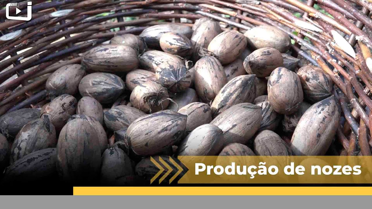 Família de Arvoredo-SC se dedica à produção de noz-pecã há mais de 50 anos