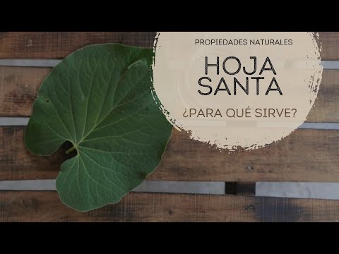 Conoce Las Propiedades De La Hoja Santa