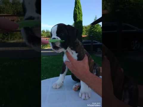 Ranya de Kukuarri. Camada de boxer R.  San Sebastian