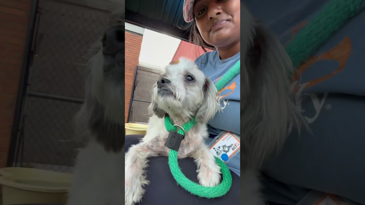 Enlarge Rocco, a Adoptable Mixed Breed in Tunkhannock, PA video 6/6