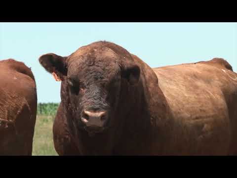 Aberdin angus je škotska rasa goveda koja je nedovoljno zastupljena u Srbiji