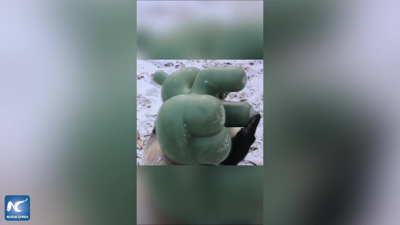 Panda gigante disfruta de la nieve