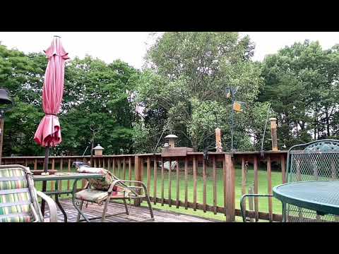 Attracting blue jays with raw peanuts