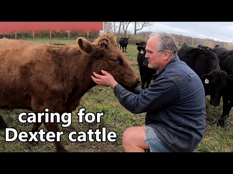 , title : 'raising Dexter cattle for beef: everything you ever wanted to know'