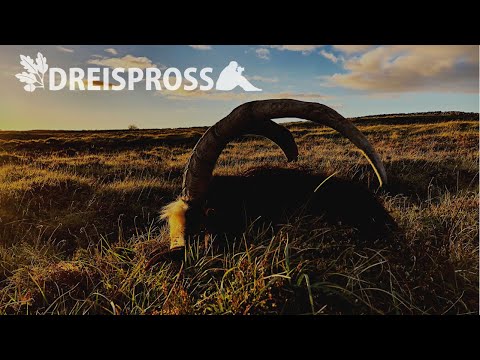 IRISH BILLY | Trailer HOD