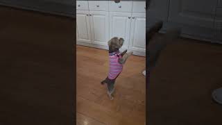 Video preview image #1 Mutt Puppy For Sale in Royal Palm Beach, FL, USA