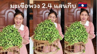 สาวกิ็กขายมะเขือพวงวันนี้ มื่นละ 2.4 แสนกีบ 🇱🇦 คิดเป็นเงินไทย 🇹🇭 เป็นเท่าไรไปดูพร้อมกัน