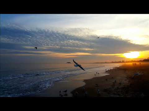 Peter Weekers    Dances with Wolves