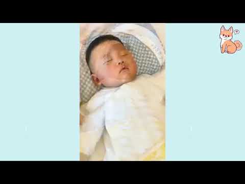 You will laugh at all the DOGS Funny DOG Videos - Dog lovers like you