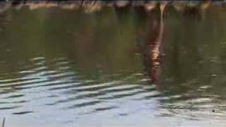 Making of the Gobbledigook video