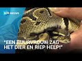 Ontsnapte koningspython houdt buurt wakker