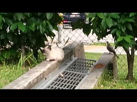 Cat and Cuckoo birds