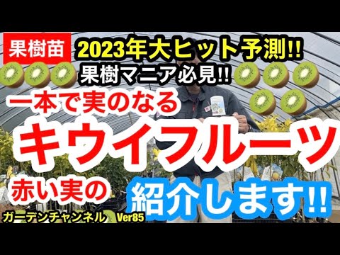 庭に最適なキウイの品種 植物