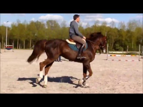 2016-05-03 five* Stallion DOREE vd Moskifarm show training with Prof Rider Angelos TOULOUPIS