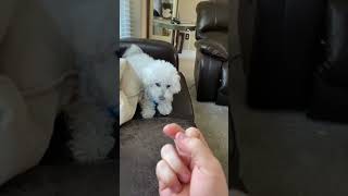 Download lagu Other Dogs vs My Dog: The Finger Test 🐶 @TheJessiiShow #TheManniiShow.com/series mp3