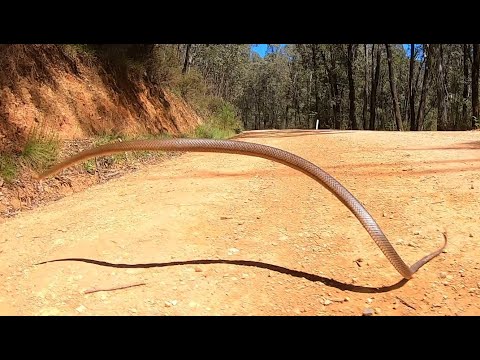 Eastern Brown Snake jumps into the air