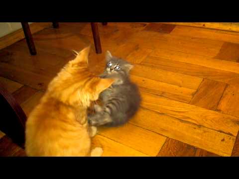 My cute angry cats :-) :-)