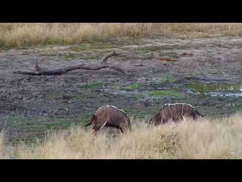Djuma: Two Nyala bulls sparring - 17:02 - 05/15/19