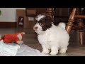Havanese dogs for sale: Violet - Video 1