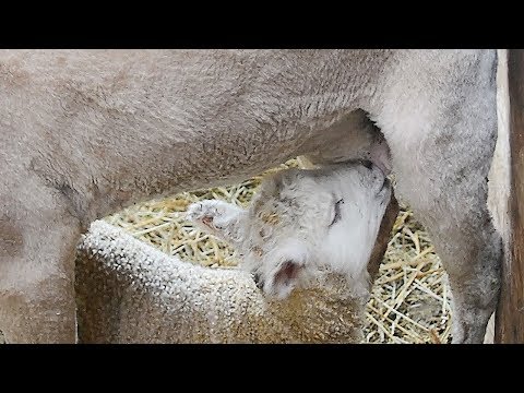 , title : '赤ちゃん羊、誕生の季節　千葉・富津のマザー牧場'