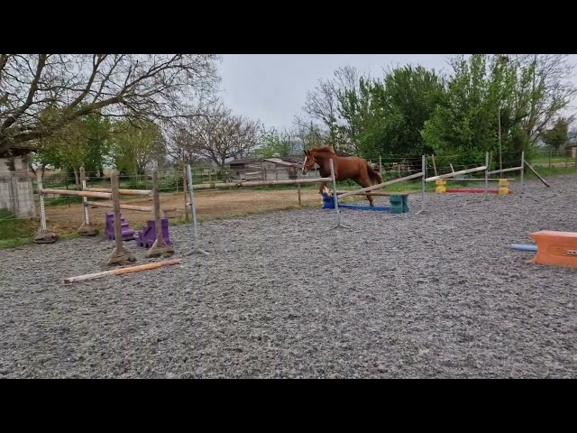 Castrone Sella Francese In vendita 2023 Sauro ,  I Am Semilly