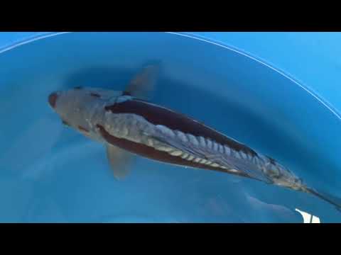 Kawarigoi