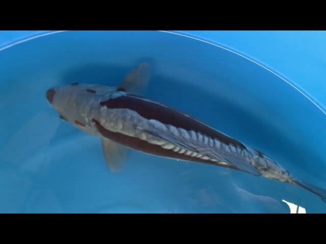 Kawarigoi
