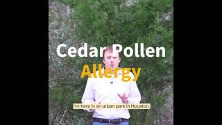 Cedar Pollen Allergy | McGovern Allergy & Asthma Clinic