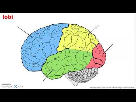 sistema nervoso centrale