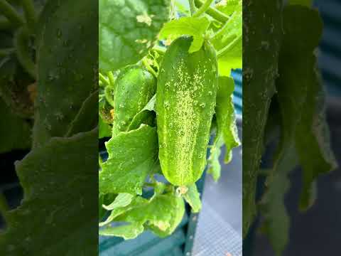 Sunflowers and Summer Days! California Farm!🌞#california #garden #farmcat #sunflowers #sunshine