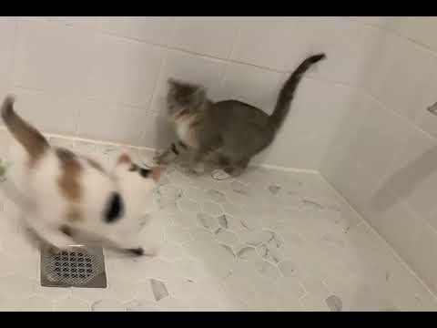 Niamh And Adeline Playing  (Adopted)