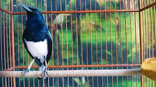 Download lagu Jangan mainkan jika kamu belum siap! Suara burung robin murai yang menggelegar ini akan membuatmu menjadi burung robin murai sungguhan. mp3