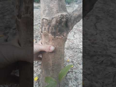 vườn hoa tết 2020