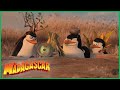 DreamWorks Madagascar Em Português Os Pinguins Compilação Desenhos Animados