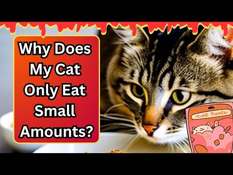 Why Do Cats Prefer To Eat Little And Often?