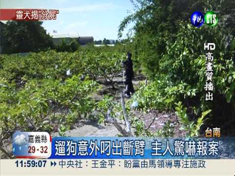 靈犬叼斷臂.頭顱 意外揭發命案