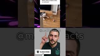 Maffel Reacts #memes #funnymemes #funny