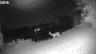 Deer by the pond 2025 09 14T20 32 29