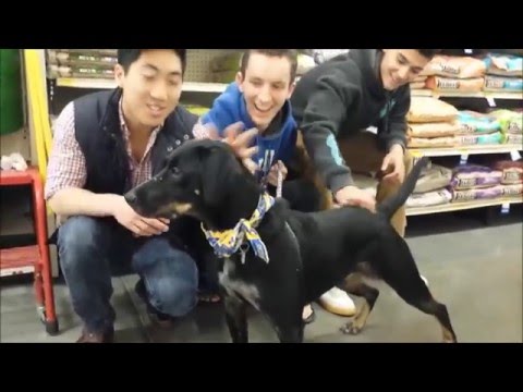 Jack, an adopted Shepherd & Labrador Retriever Mix in Salem, MO_image-1