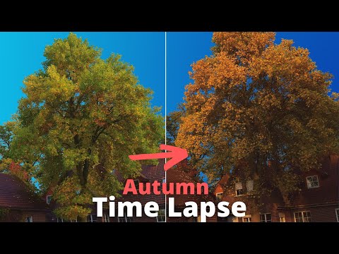 AUTUMN Tree COLOR CHANGE Time Lapse