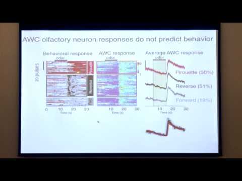 Allison J. Doupe Memorial Symposium - Cori Bargmann, PhD