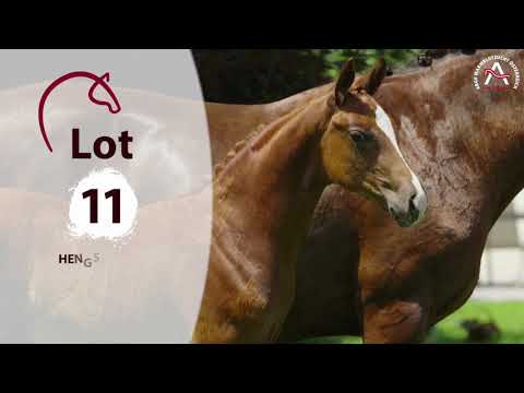 🍀www.fohlenauktion.at - Nr.  1️⃣1️⃣ "Broadmoar'S FÜR DICH " v. For Romance I - Dannebrog - Fabriano