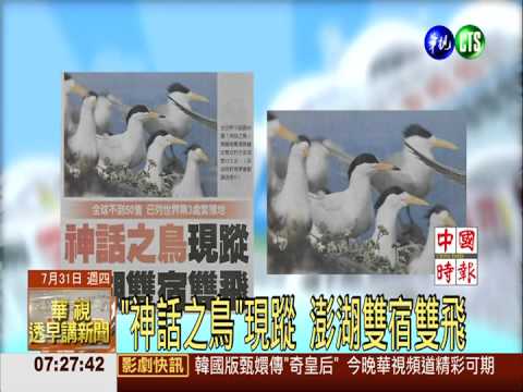 "神話之鳥"現蹤 澎湖雙宿雙飛