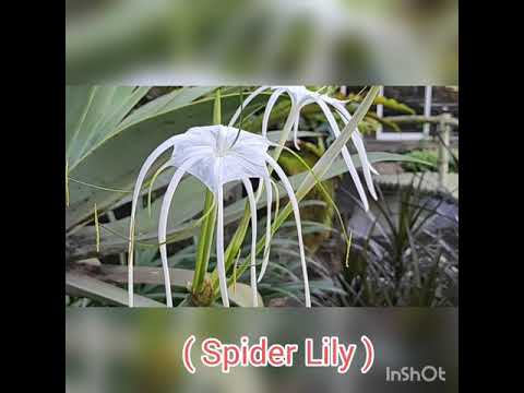 , title : 'Hymenocallis - Spider lilies'