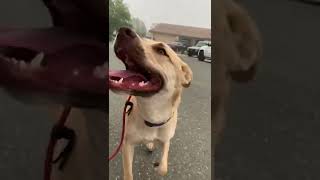 Video preview image #1 American Pit Bull Terrier-Unknown Mix Puppy For Sale in Corona, CA, USA