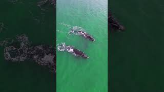 Baleias francas austrais com filhotes #baleias #animais