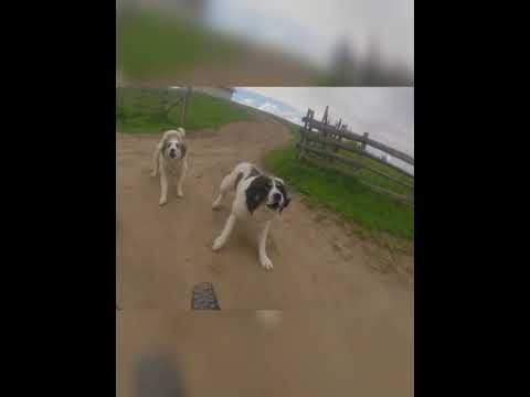 Dă la pedală! Alba-Strungari