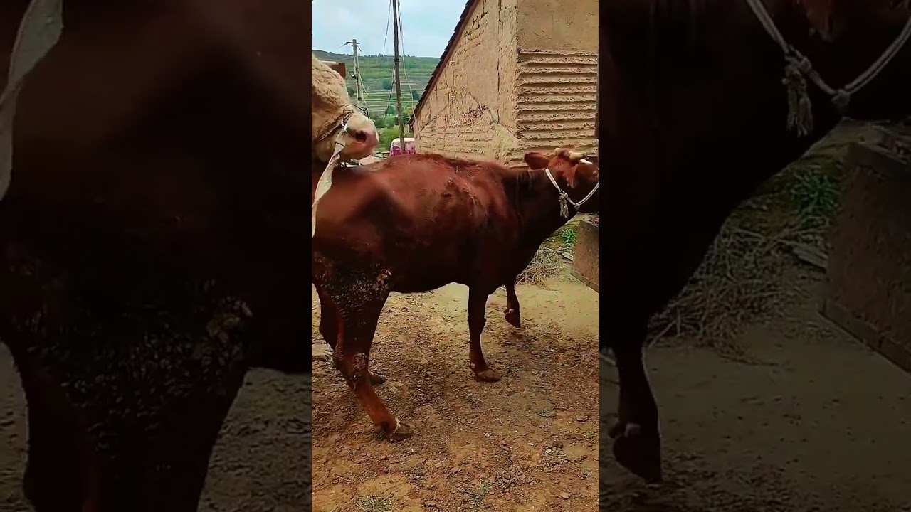 I paired this one at the beginning and I paired it again for the second nest1119