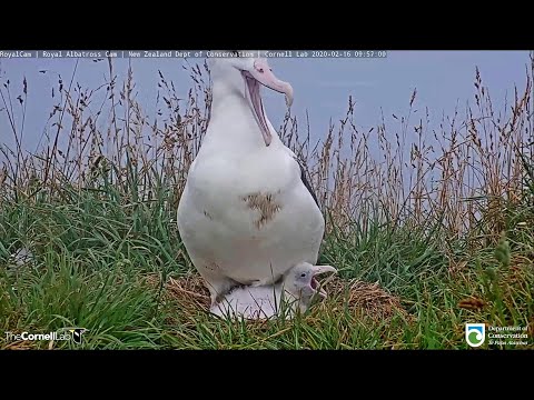 ROYAL ALBATROSS~Wing stretching & synchronized yawning~9:55 AM 2020/02/16